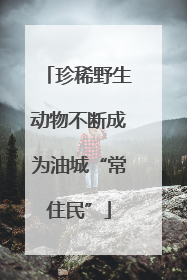 珍稀野生动物不断成为油城“常住民”