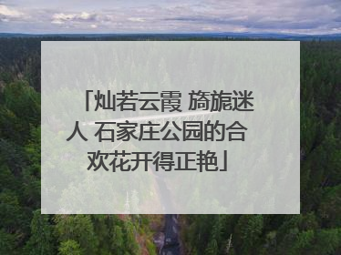 灿若云霞 旖旎迷人 石家庄公园的合欢花开得正艳