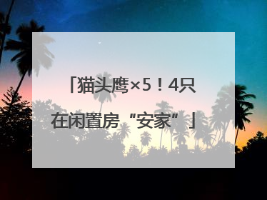 猫头鹰×5！4只在闲置房“安家”