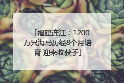 福建连江：1200万只海马历经8个月培育 迎来收获季