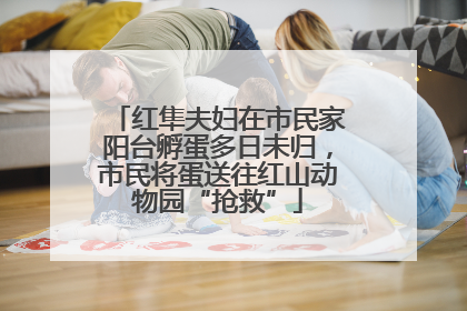 红隼夫妇在市民家阳台孵蛋多日未归，市民将蛋送往红山动物园“抢救”