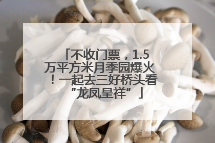 不收门票，1.5万平方米月季园爆火！一起去三好桥头看“龙凤呈祥”
