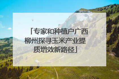 专家和种植户广西柳州探寻玉米产业提质增效新路径