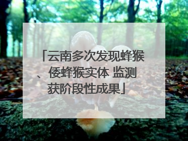 云南多次发现蜂猴、倭蜂猴实体 监测获阶段性成果