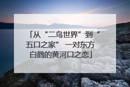从“二鸟世界”到“五口之家” 一对东方白鹳的黄河口之恋