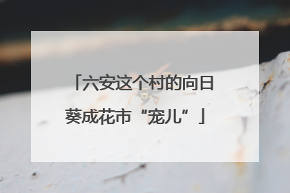 六安这个村的向日葵成花市“宠儿”
