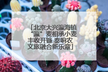 北京大兴瀛海镇“瀛”麦相承小麦丰收开镰 奏响农文旅融合新乐章