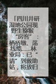 四川井研湿地公园现野生猕猴 “房客”：栖桥墩、荡线缆……林业局：已“请”到救助站，将放归自然
