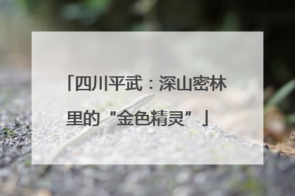 四川平武：深山密林里的“金色精灵”