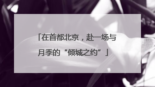在首都北京，赴一场与月季的“倾城之约”