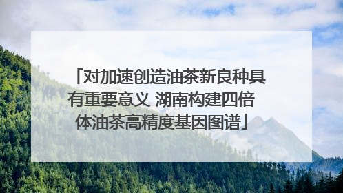对加速创造油茶新良种具有重要意义 湖南构建四倍体油茶高精度基因图谱