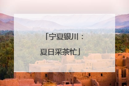 宁夏银川：夏日采茶忙
