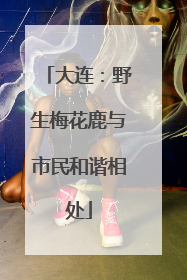 大连：野生梅花鹿与市民和谐相处