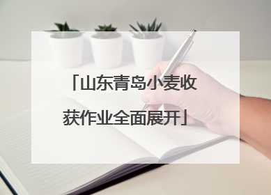 山东青岛小麦收获作业全面展开