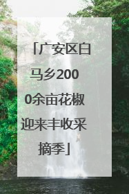 广安区白马乡2000余亩花椒迎来丰收采摘季