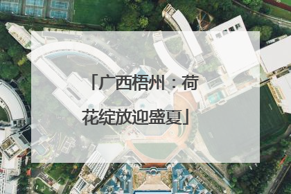 广西梧州：荷花绽放迎盛夏