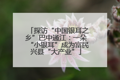 探访“中国银耳之乡”巴中通江：一朵“小银耳”成为富民兴县“大产业”