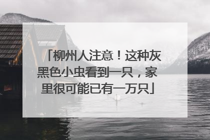 柳州人注意！这种灰黑色小虫看到一只，家里很可能已有一万只