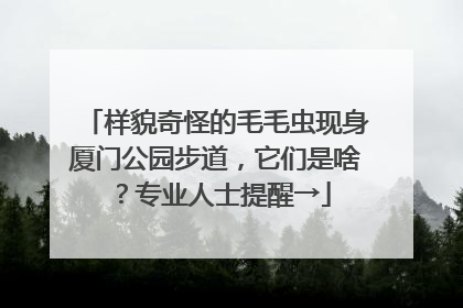 样貌奇怪的毛毛虫现身厦门公园步道，它们是啥？专业人士提醒→