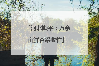 河北顺平：万余亩鲜杏采收忙