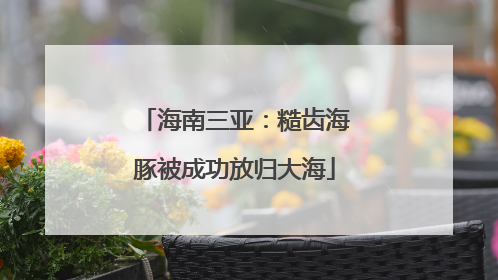 海南三亚：糙齿海豚被成功放归大海