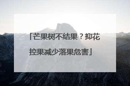 芒果树不结果？抑花控果减少落果危害