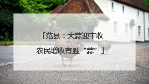 范县：大蒜迎丰收 农民增收有胜“蒜”