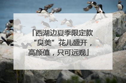 西湖边夏季限定款“臭美”花儿盛开，高颜值，只可远观