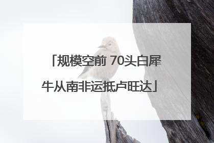 规模空前 70头白犀牛从南非运抵卢旺达