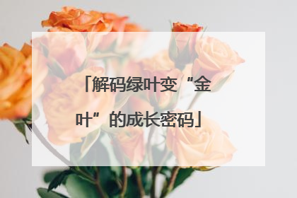 解码绿叶变“金叶”的成长密码