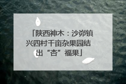 陕西神木：沙峁镇兴四村千亩杂果园结出“杏”福果