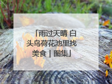 雨过天晴 白头鸟荷花池里找美食｜图集