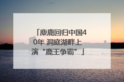 麋鹿回归中国40年 洞庭湖畔上演“鹿王争霸”