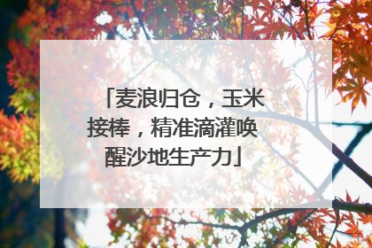 麦浪归仓，玉米接棒，精准滴灌唤醒沙地生产力