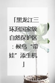 黑龙江三环泡国家级自然保护区：候鸟“带娃”添生机